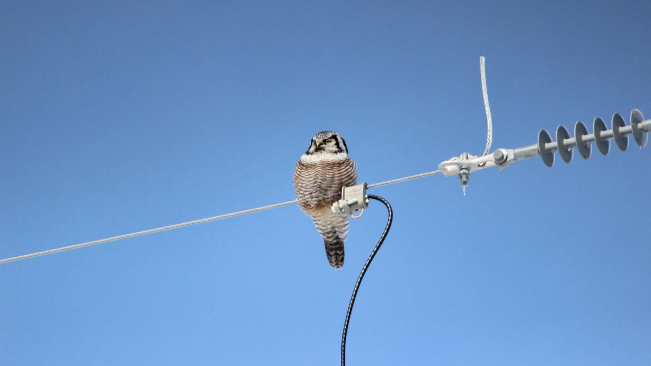 Northern Hawk Owl. March 7. Eastern Manitoba. #manitobabirds #manitobaowls #northernhawkowl #birds 