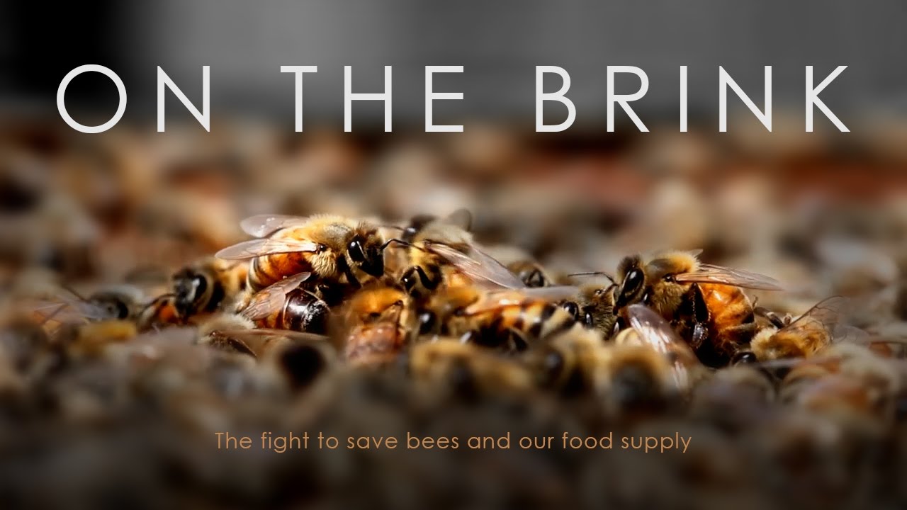 On The Brink: The fight to save bees and our food supply