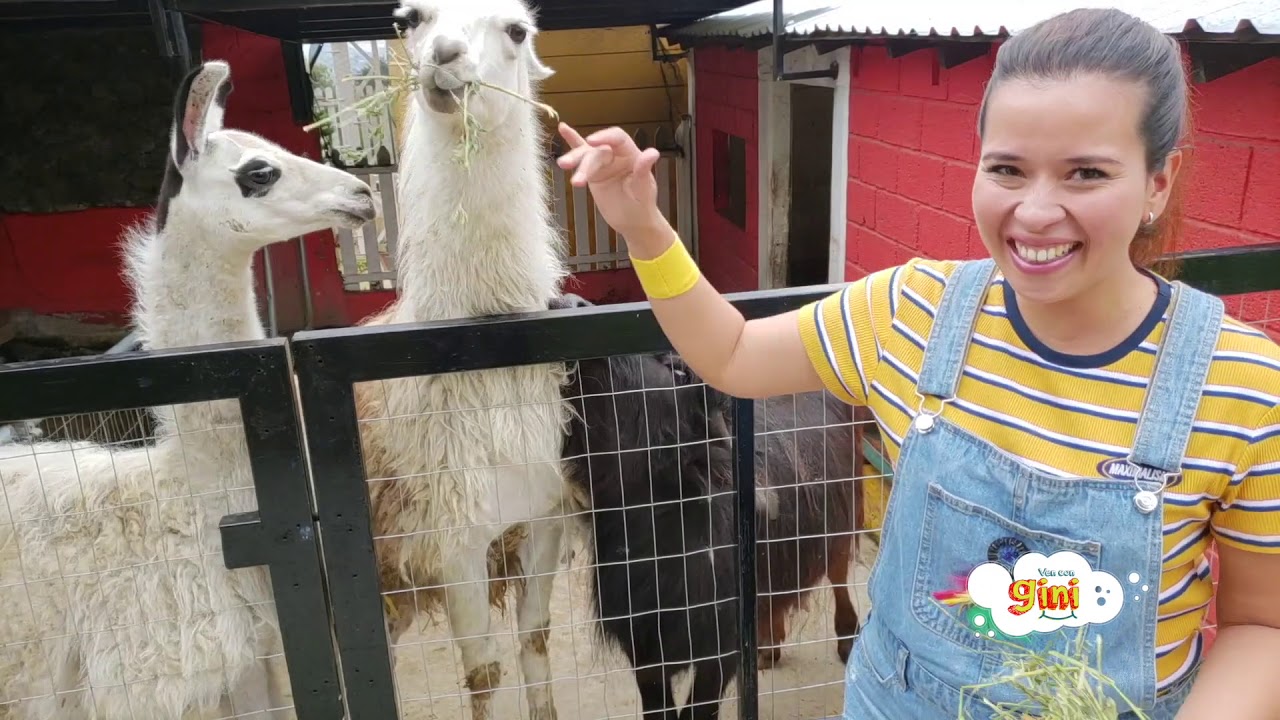 Animales de la granja reales para ni&ntilde;os de preescolar Rancho M&aacute;gico lugares para visitar con ni&ntilde;os
