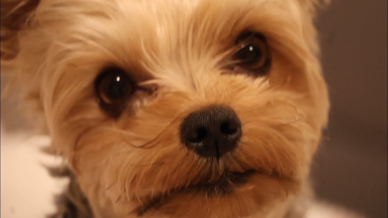 【休日】廃人極めた飼い主と愛犬愛猫たちのキレイな暮らしには程遠い1日vlog🏠