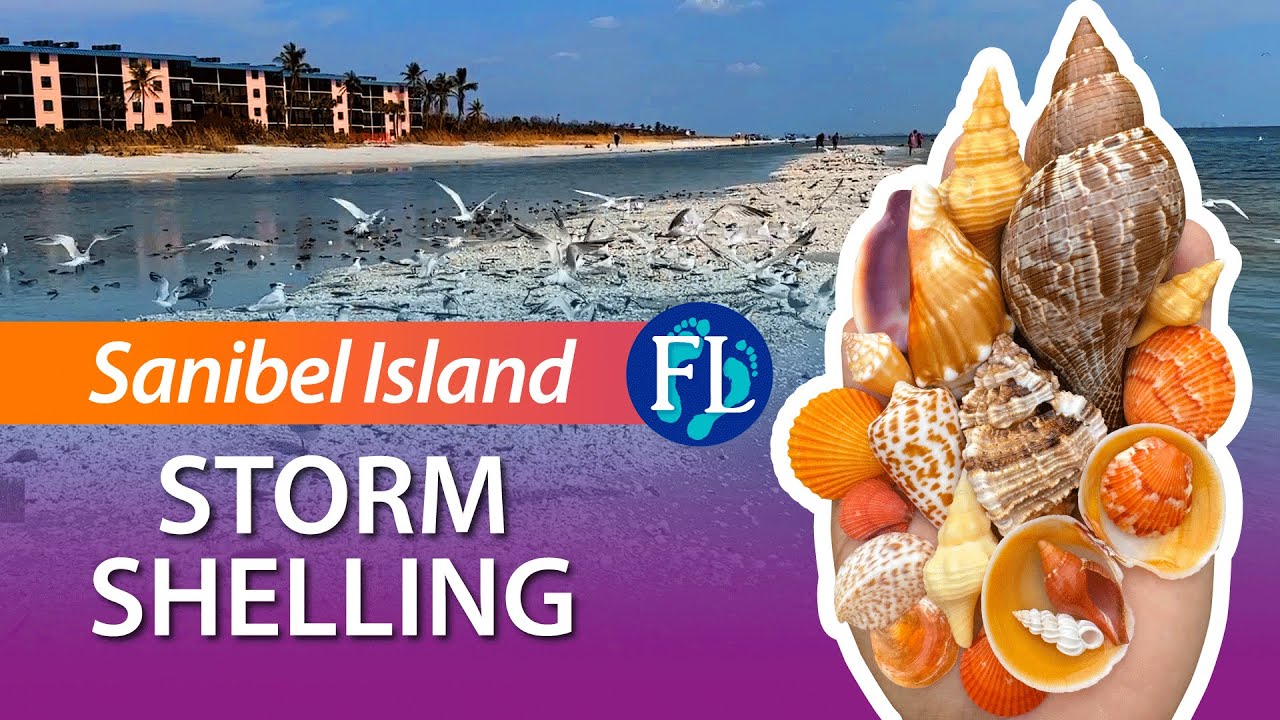 Shelling Sanibel a Week After a Storm, Post Hurricane Milton