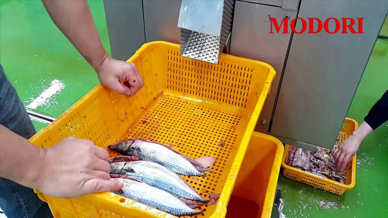 Mackerel Filleting Machine