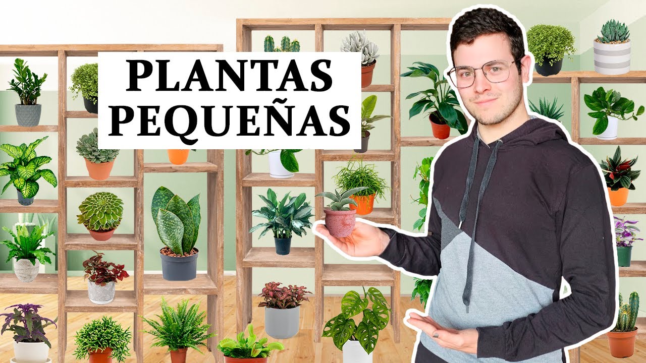 TOP 8 plantas para espacios pequeños (de interior)