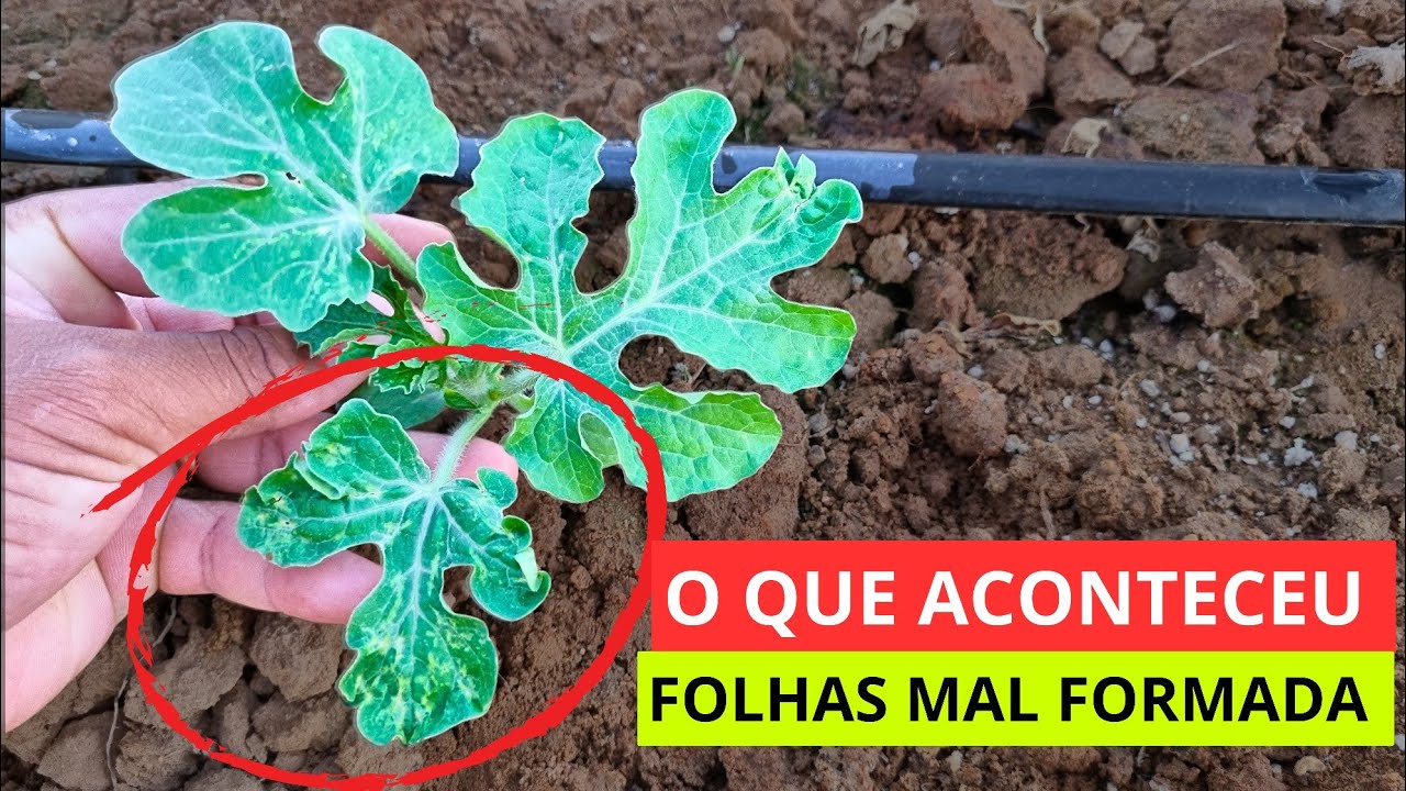 DEVO ME PREOCUPAR COM MEUS PES DE MELANCIA NO INICIO 