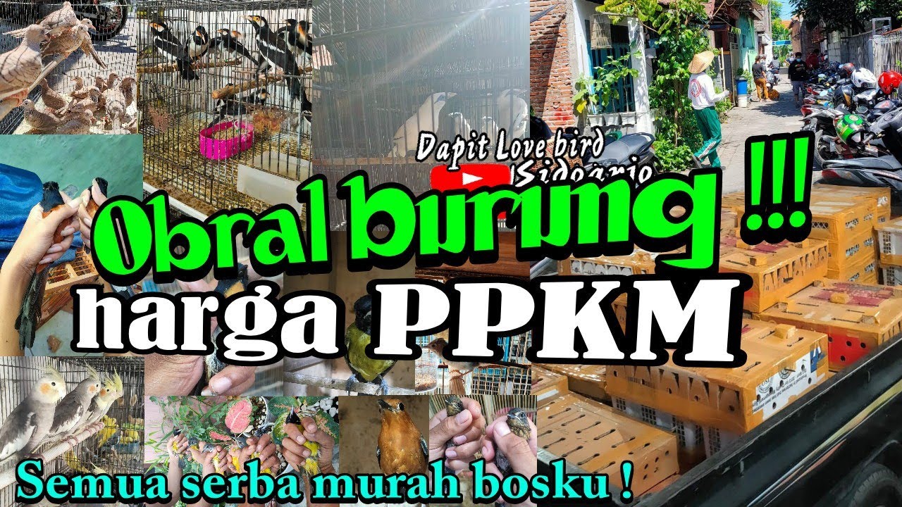 PPKM Darurat ! Semua Jenis Burung Masuk Kita Obral harga PPKM !