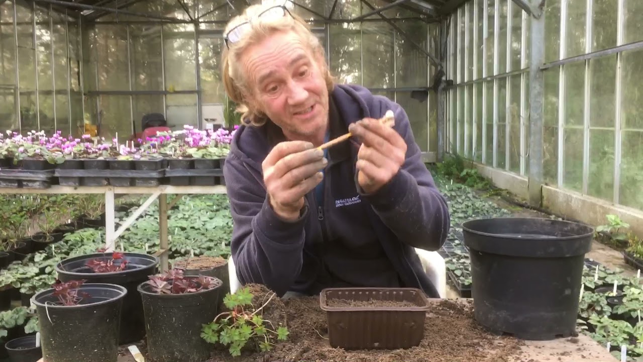 How to take root cuttings in spring ‘21 @Stinky Ditch Nursery