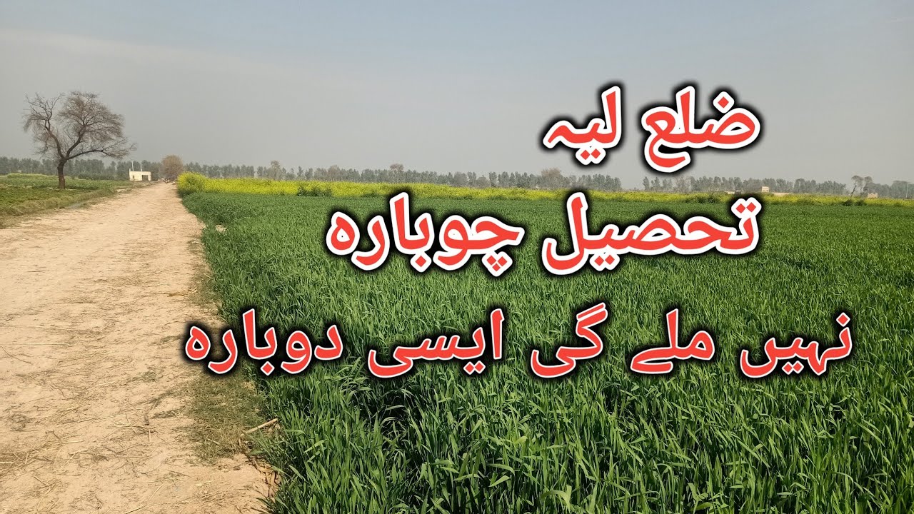 زرعی زمین برائےفروخت agricultural land for sale #viralvideo #cheap #Layyah District #Chaubara Tehsil