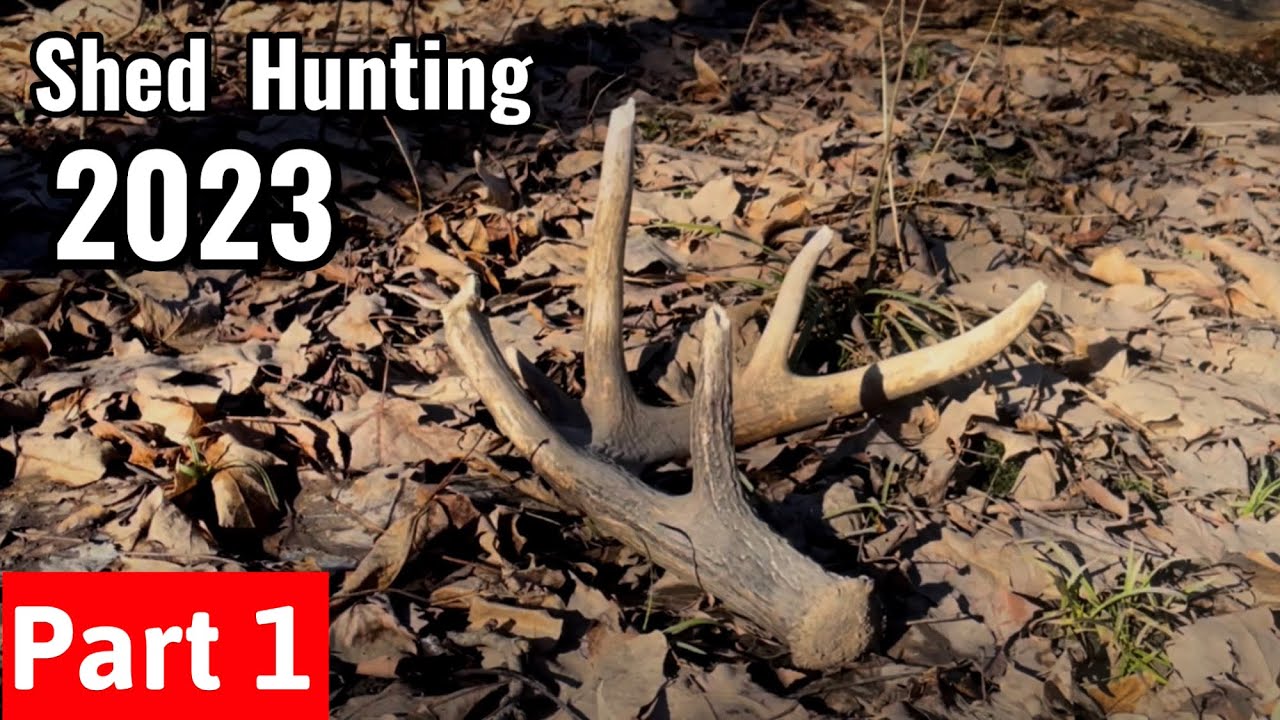 Shed Hunting 2023 public land & food plots