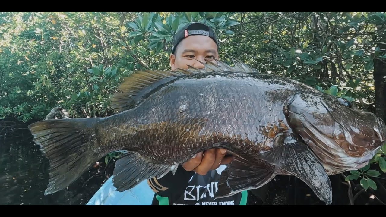 Topwater Black Bass Montage!