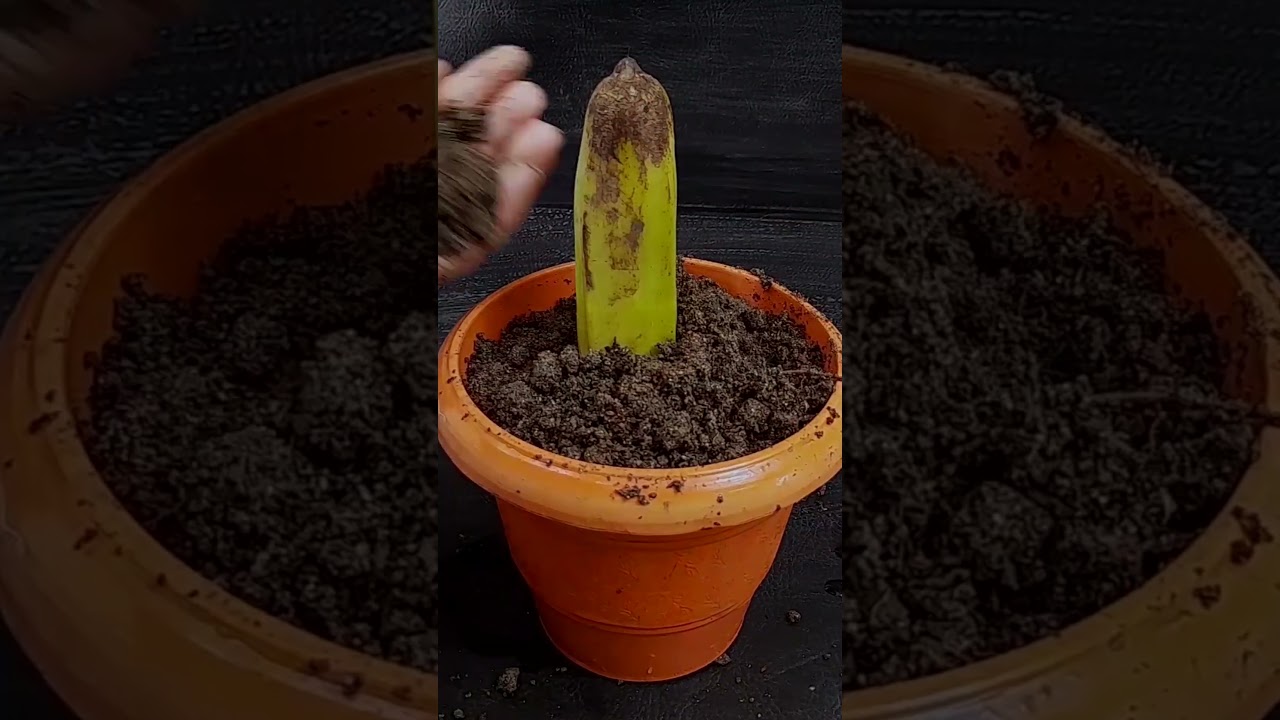 How to grow banana tree from banana fruit for beginners#Shorts