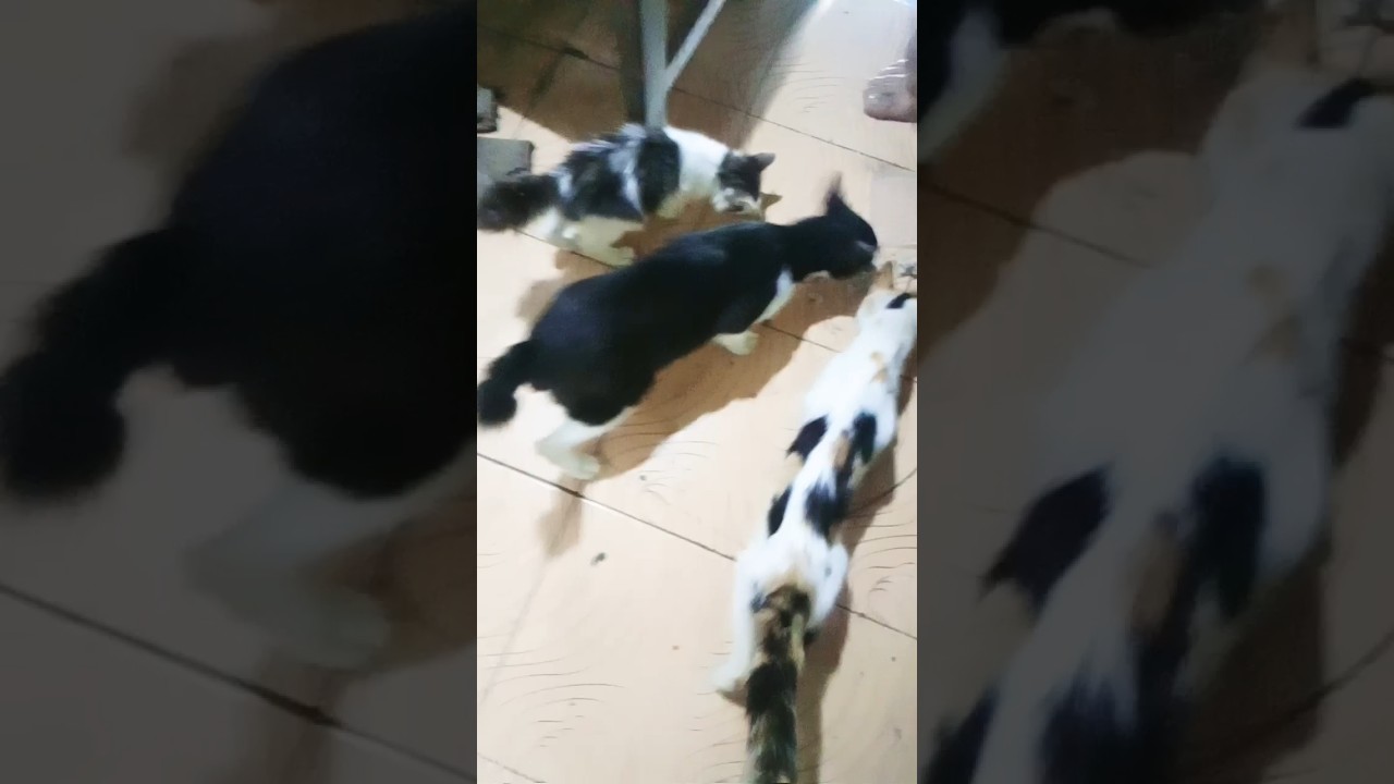 #kucing