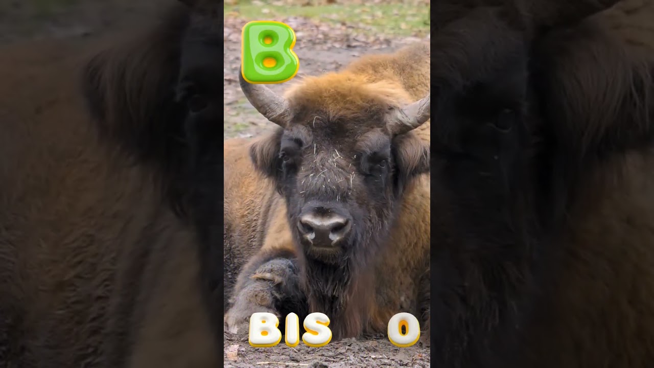 American Bison #kidslearning #bison #americanbison #animals