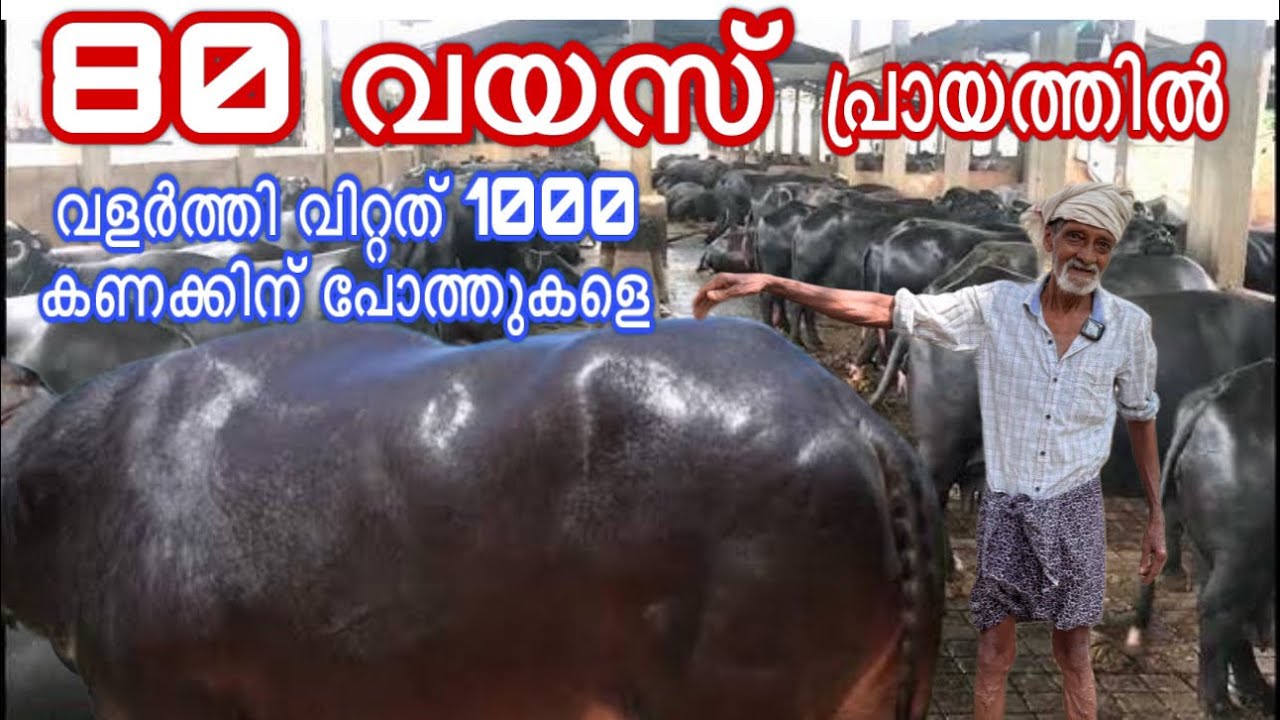 പോത്തിൻകുട്ടികളെ വളരെ വേഗം വളർത്തിയെടുക്കുന്നത് കണ്ടോ നിങ്ങൾക്ക് ഉപകരിക്കും kerala beef farming new