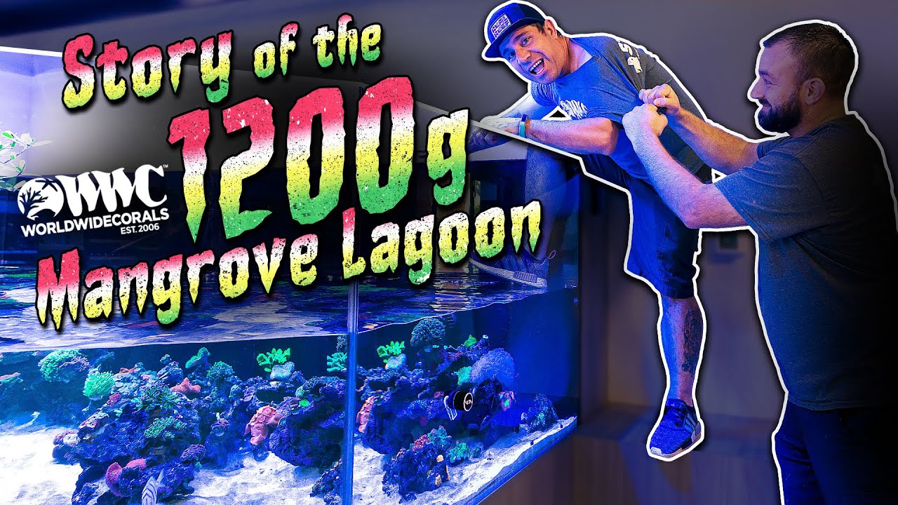 The Story Of The WWC 1200 Gallon Mangrove Lagoon Tank