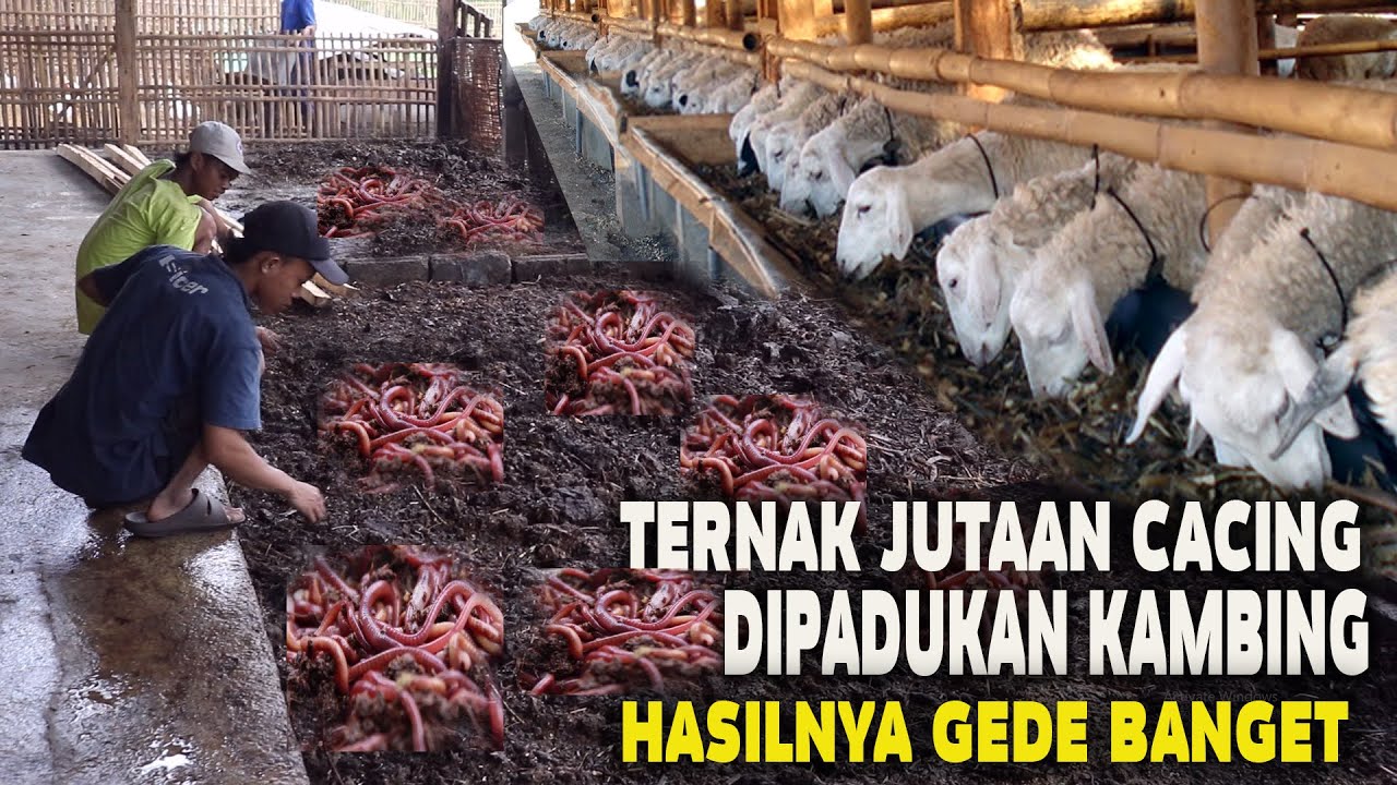 TERNAK JUTAAN CACING DIPADUKAN KAMBING,OMSET GEDE BANGET