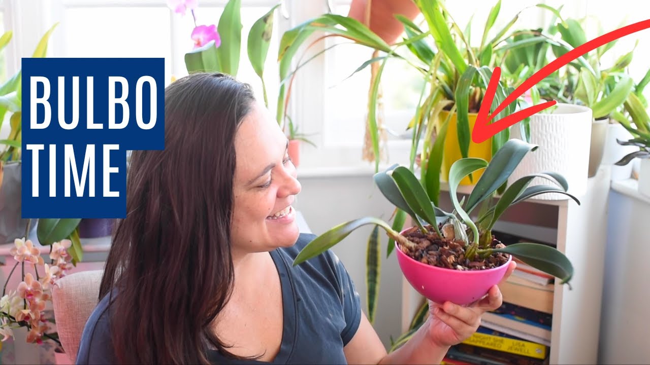 Repotting my creeping Bulbophyllum orchid: Fixing dried roots & giving It more space!