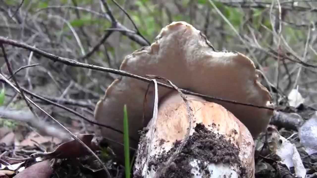 Porcini 2015.la stagione continua..altra buttata