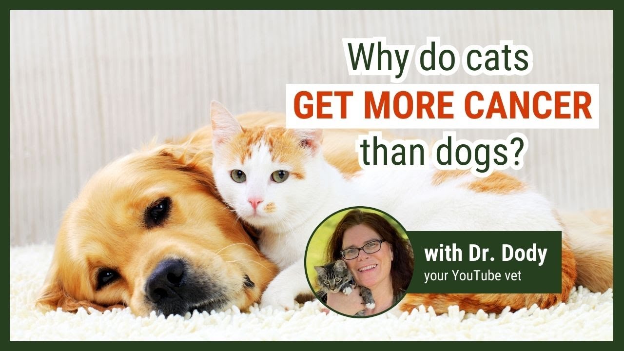 Ветеринары умоляют владельцев кошек прекратить эту одну ошибку в питании.