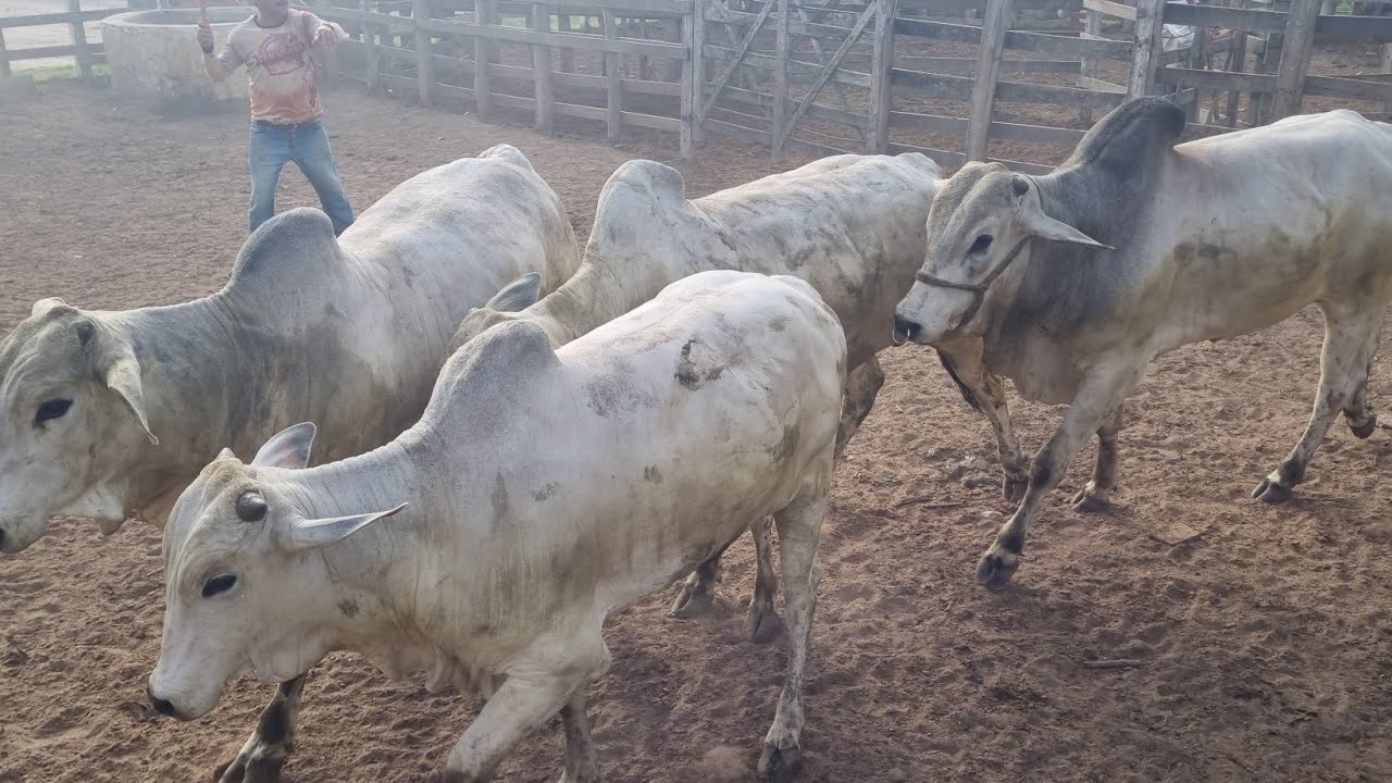 Feira de gado em São João-Pe 16-03-2026gaso extra
