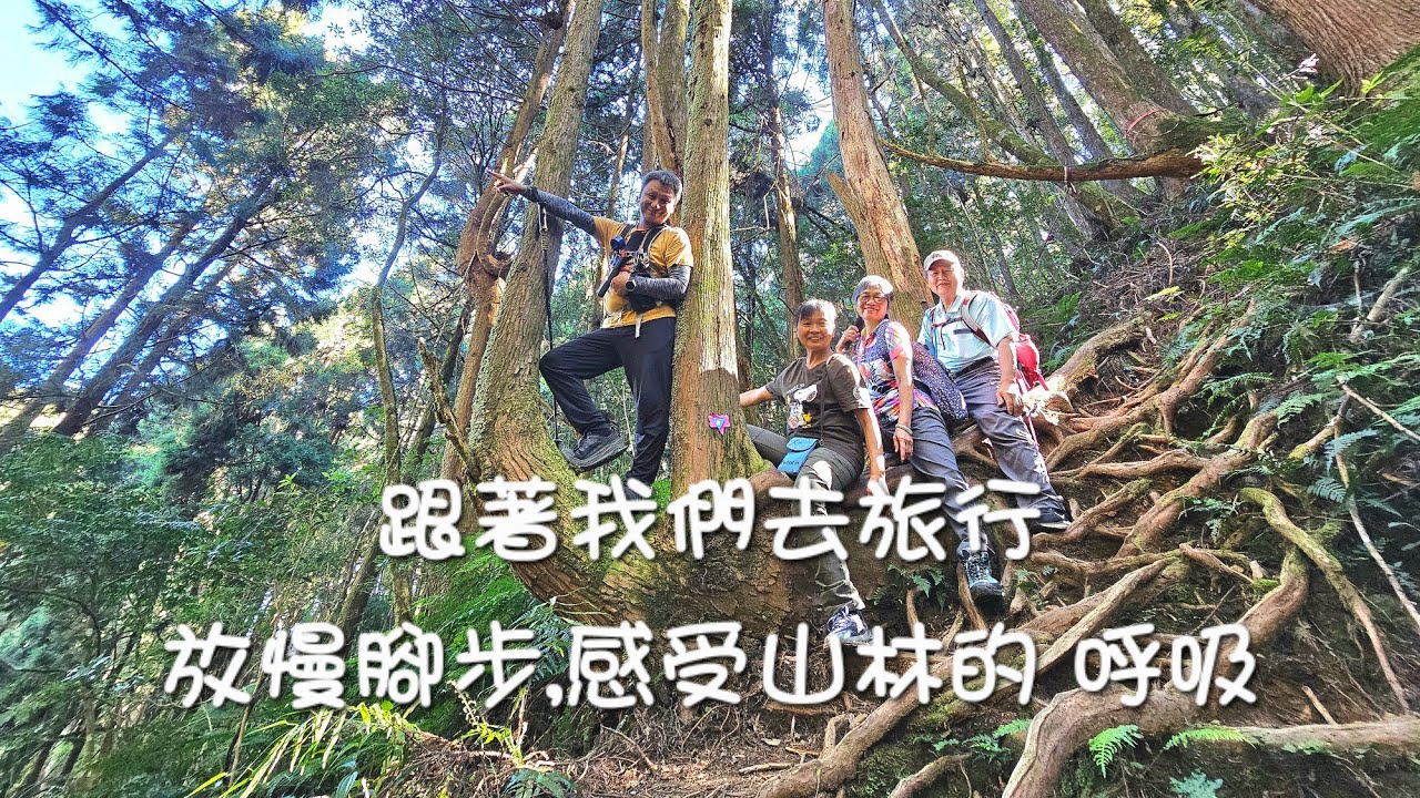 《走進雲霧森林｜從留龍頭走到忘憂森林，一場慢遊之旅》 不趕時間~只想跟著雲走 一步步走進那片讓人「忘憂」的森林 2025/11/8 跟著我們去旅行