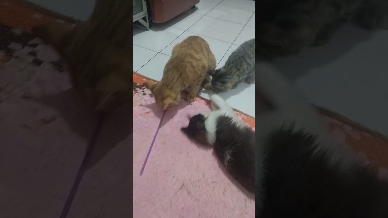 #cat