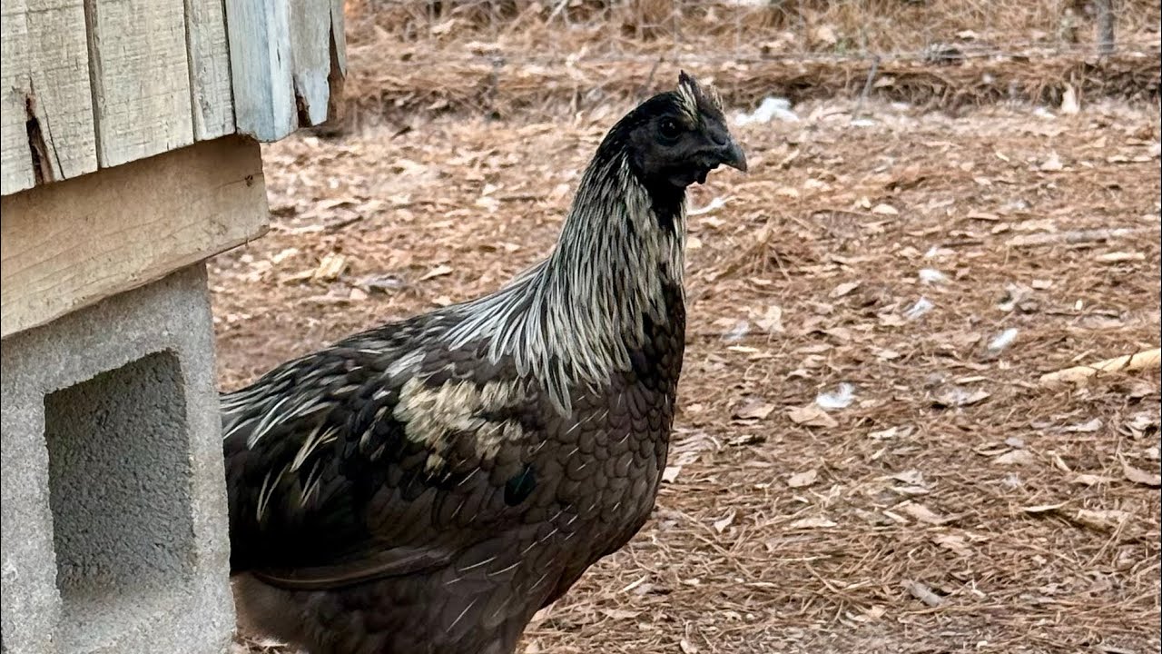 Sonshine Homestead 3/7/26 #homestead #farmlife #farm #cuteanimals #chicken #goat #pig #viralvideo 