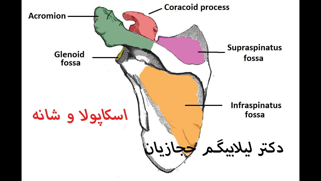 اسکاپولا و شانه