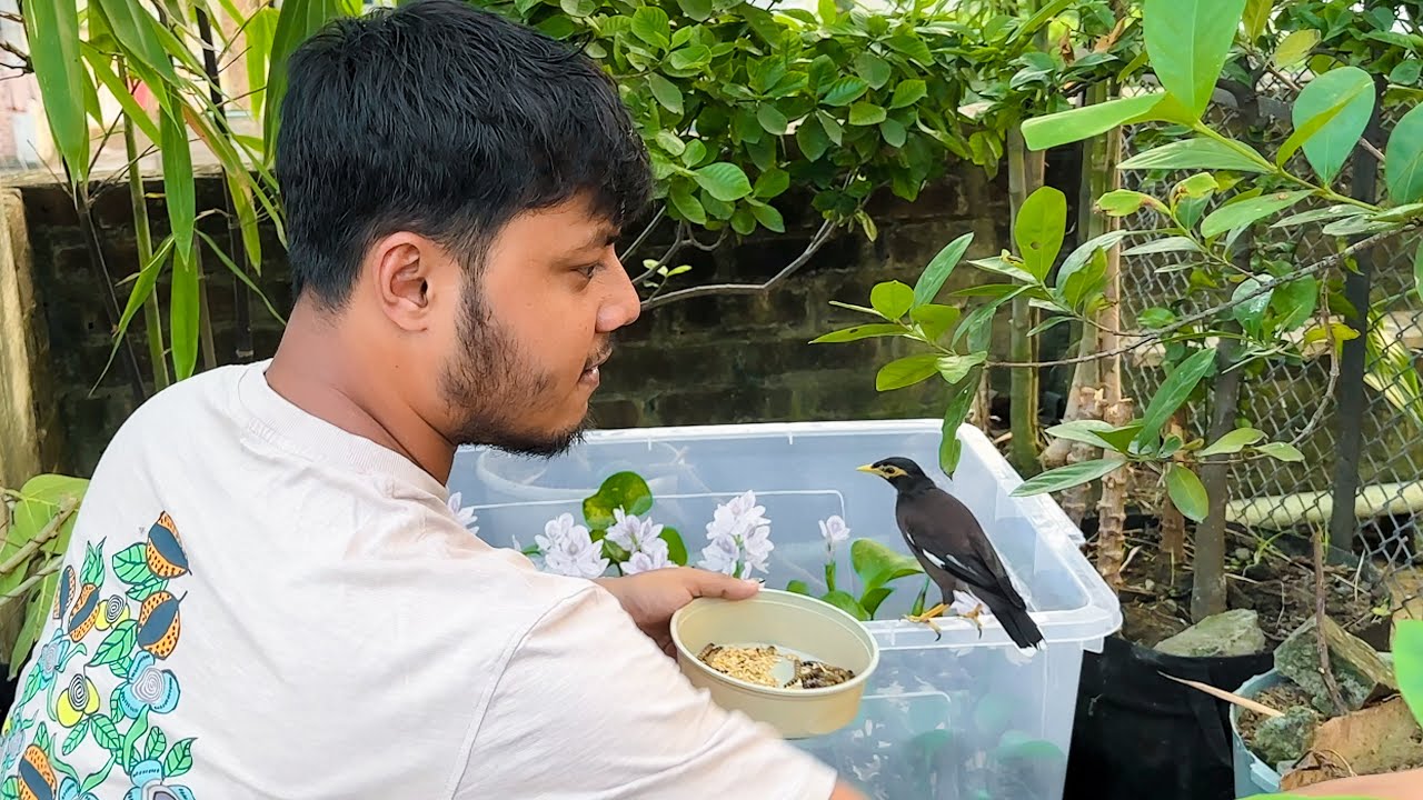 বন্য শালিক পাখি ছাদে এসে খেলা করে আশ্চর্যজনক ঘটনা!