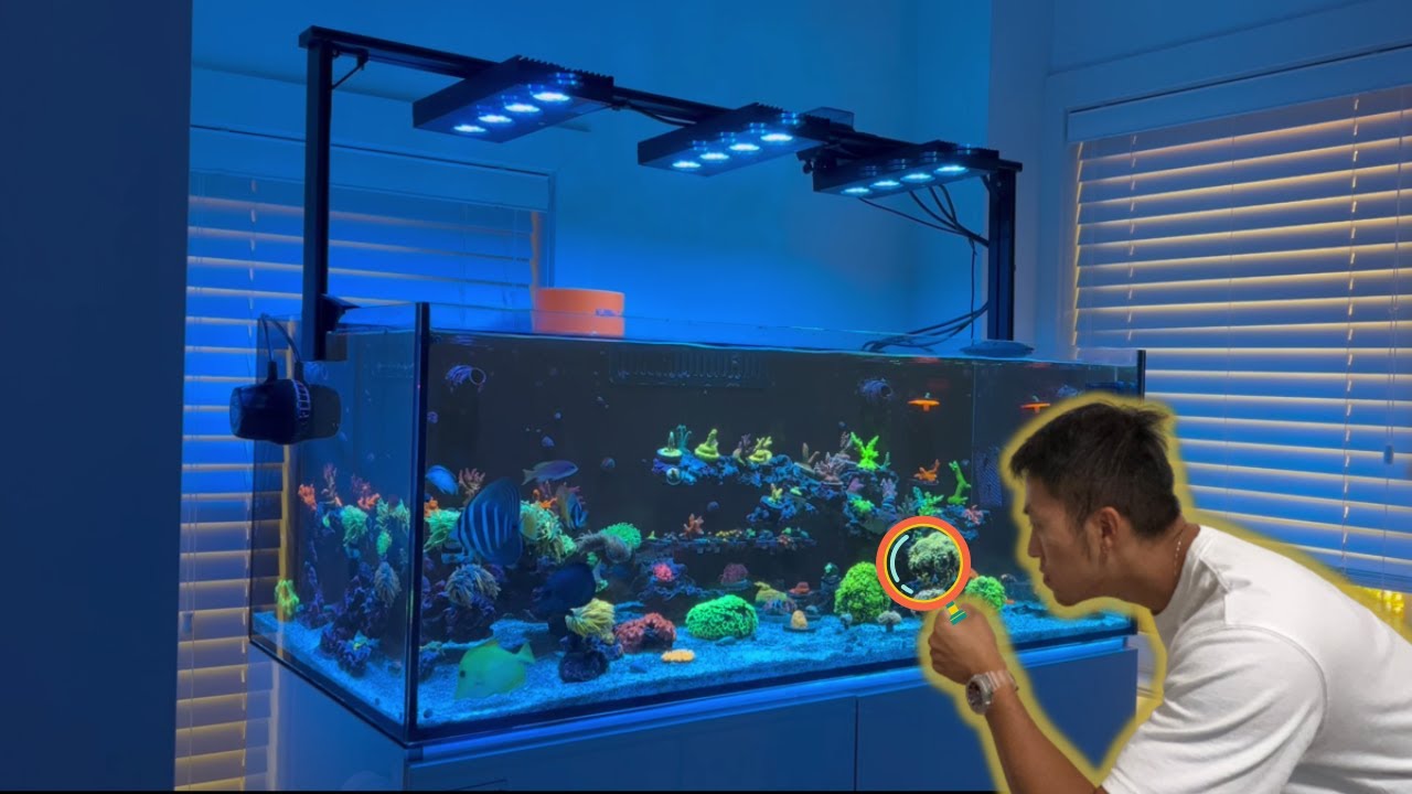 Jason的1米2混养海缸 《同样是7个月的新缸，差别怎么就这么大呢！》Jason's 90 gallon mixed reef