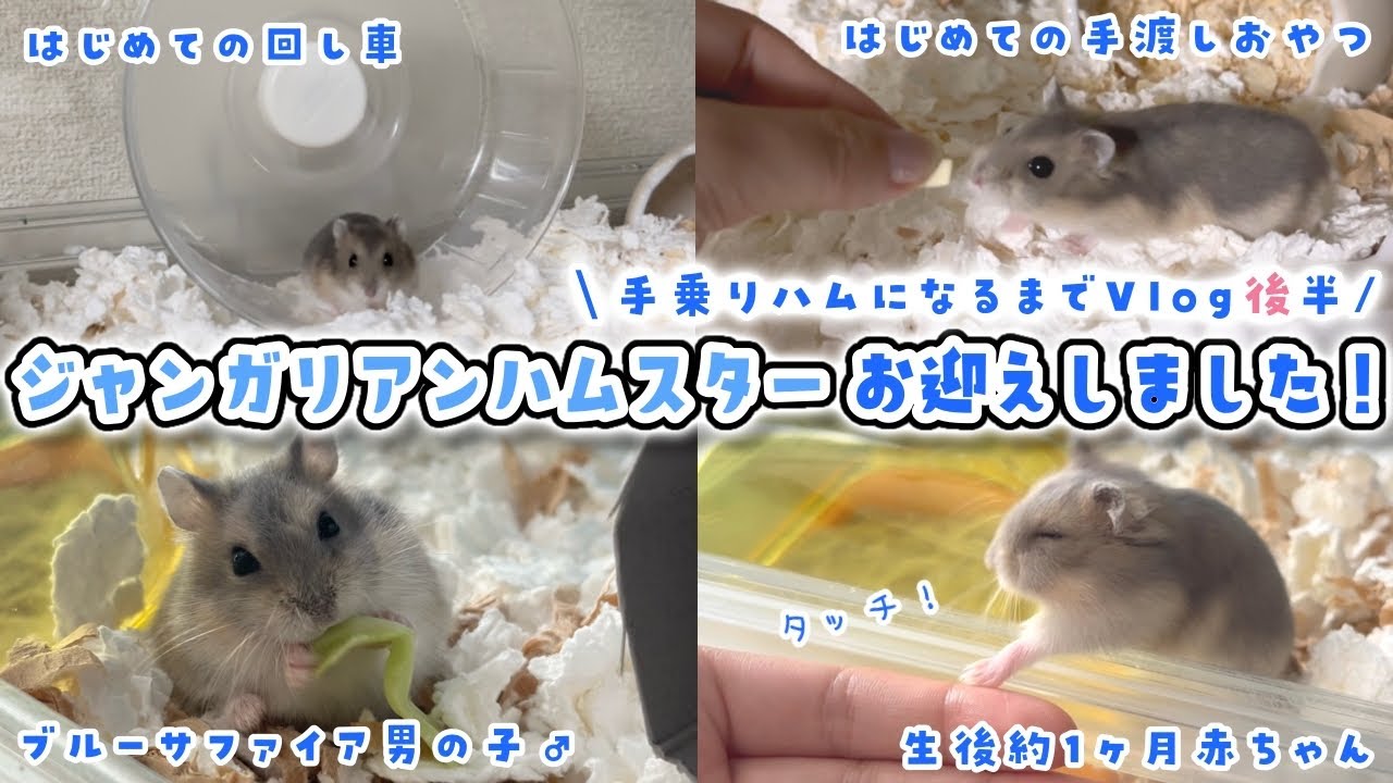 生後1ヶ月の #ジャンガリアンハムスター 赤ちゃんお迎え🐹スキンシップ開始❣️【手乗りハムになるまでVlog：後半】#ハムスター ┊︎#ブルーサファイア
