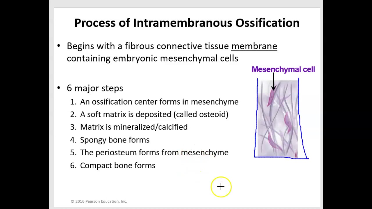 Intramembranous and Endochondral Ossification