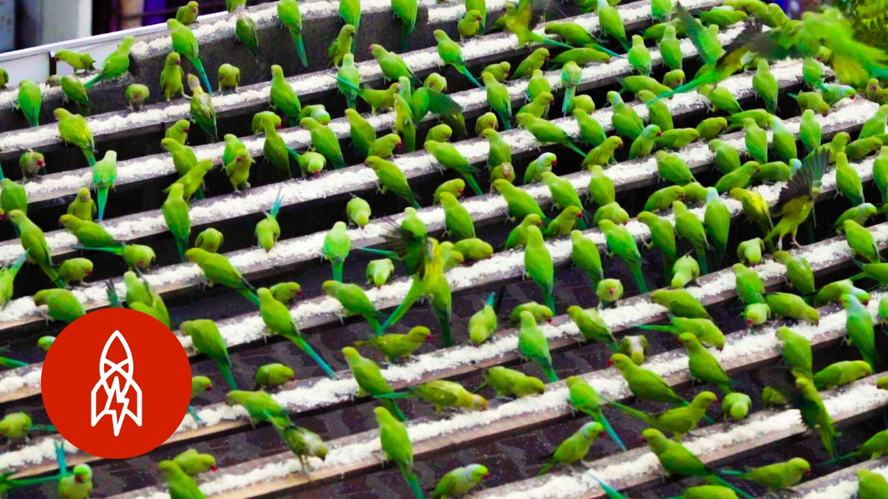 The Birdman of Chennai