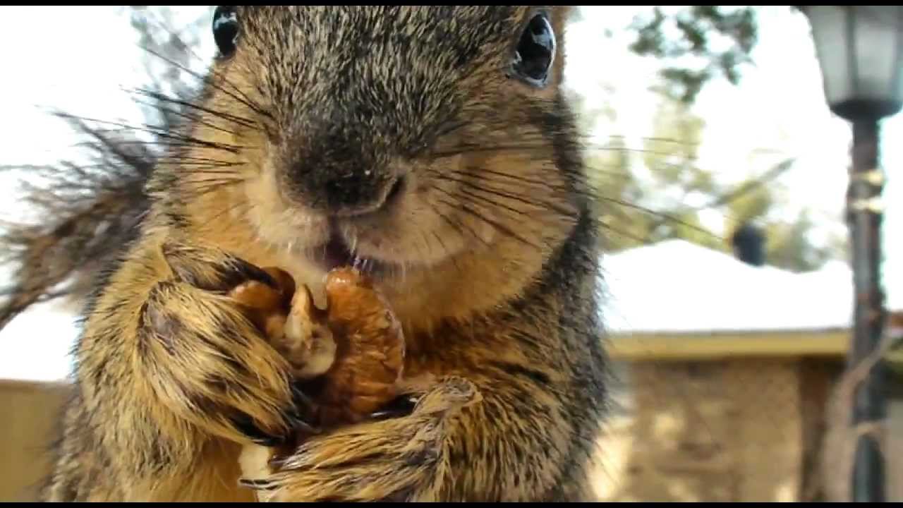 Very close HD of squirrel eating nuts