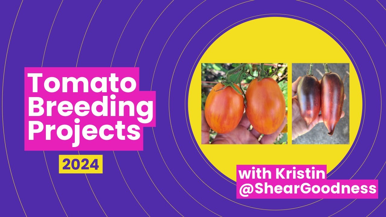 Tomato Breeding Projects 2024