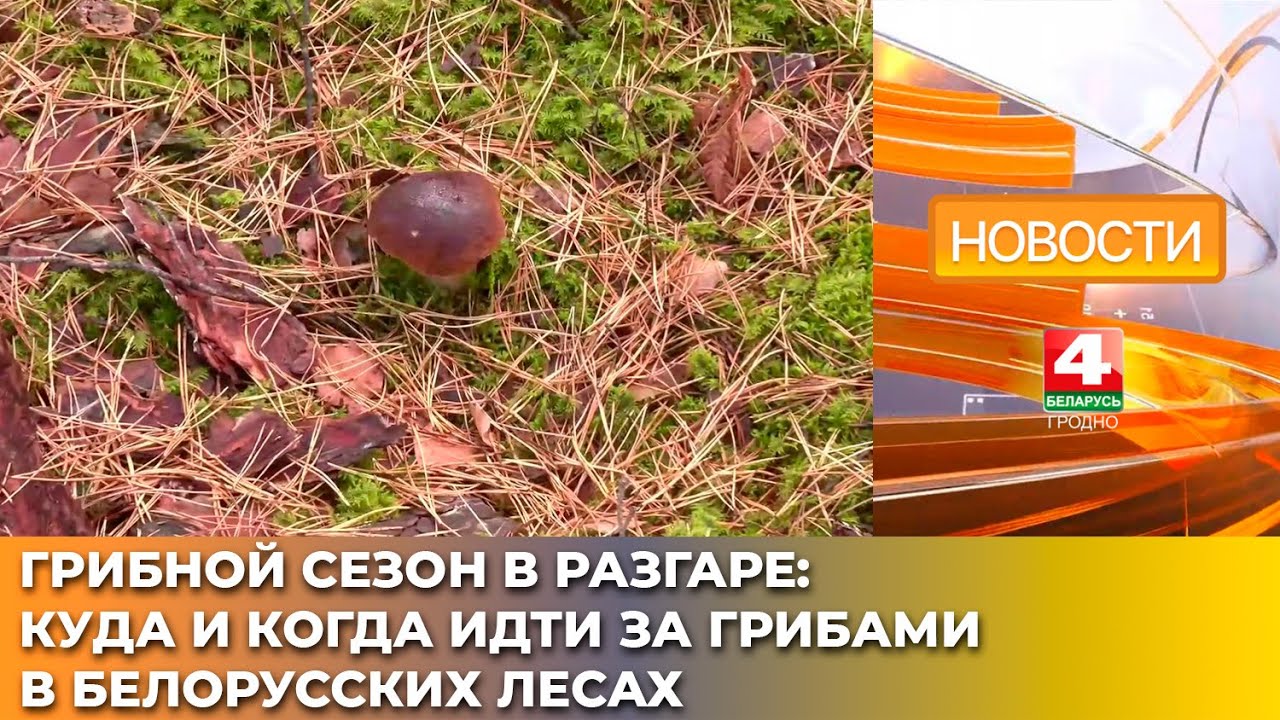 Грибной сезон в разгаре: куда и когда идти за грибами в белорусских лесах