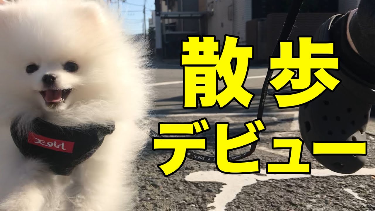 【散歩デビュー】ポメラニアンは喜び駆け回る