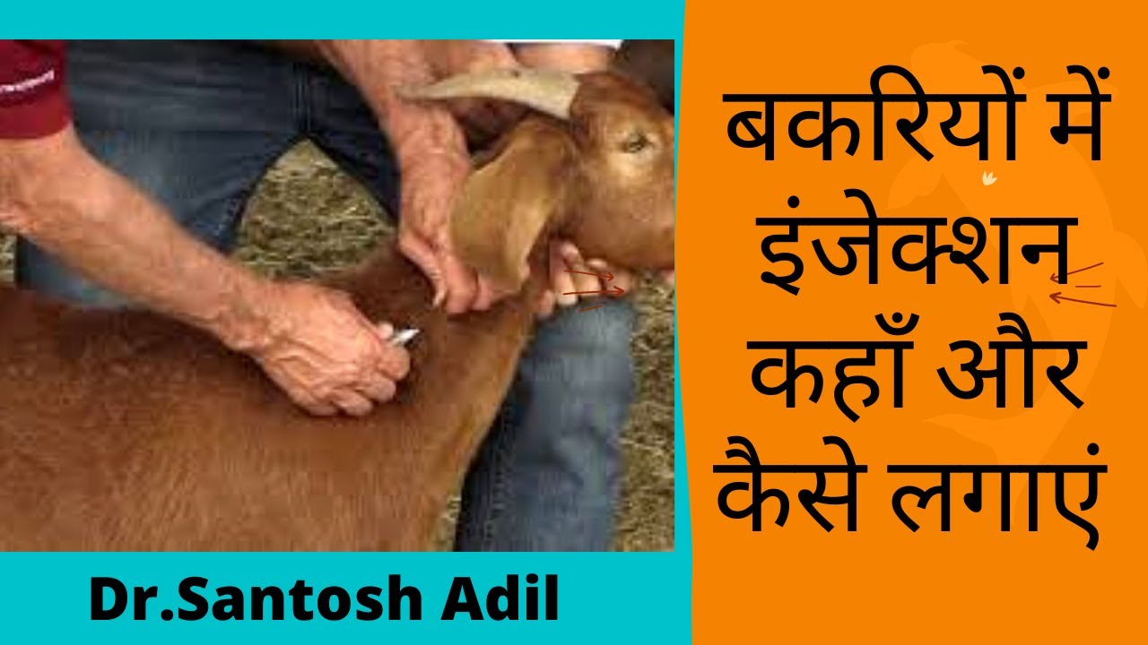 बकरियों में इन्जेक्शन कहाँ और कैसे लगाएँ// Injection In Goat//Chhattisgarh//2021