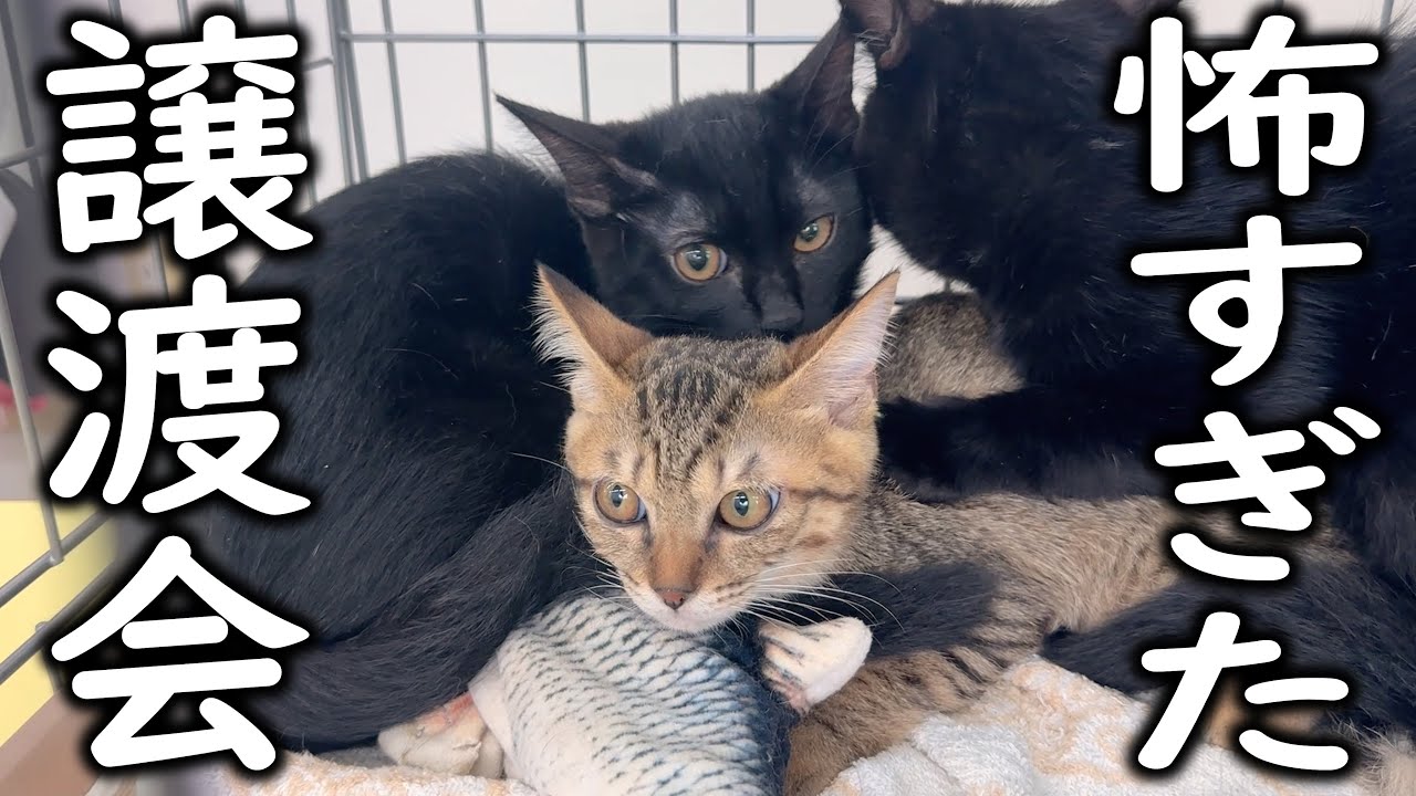 暴れ子猫も黙る、これが保護猫譲渡会だ！