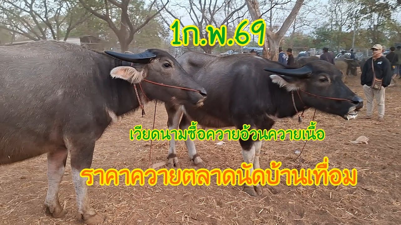 1ก.พ.69ราคาควายตลาดนัดบ้านเทื่อมอ.บ้านผือจ.อุดรธานีราคาวันนี้