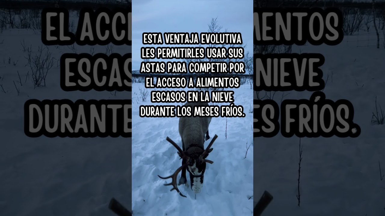 ¿Los renos de Santa no son machos?
