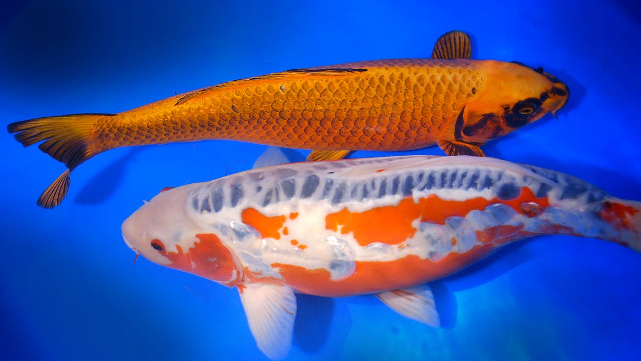 Kin Matsuba & Shusui = Kujaku Koi Carp 5/5