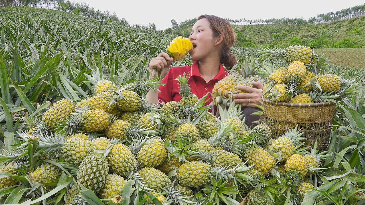FULL VIDEO : 60 DAYS Harvesting Pineapple Hill Go To Market Sell | Phương - Harvesting