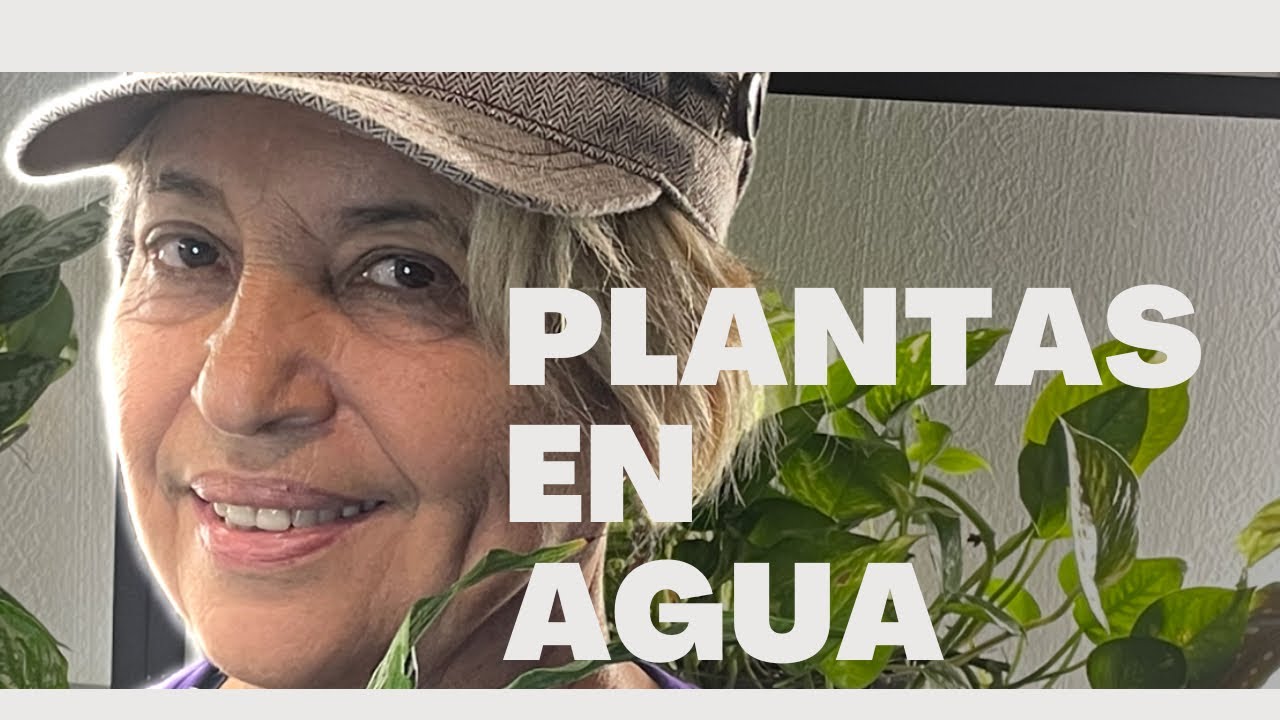 Como trasplantar plantas de sustrato tierra a agua/PonLeca