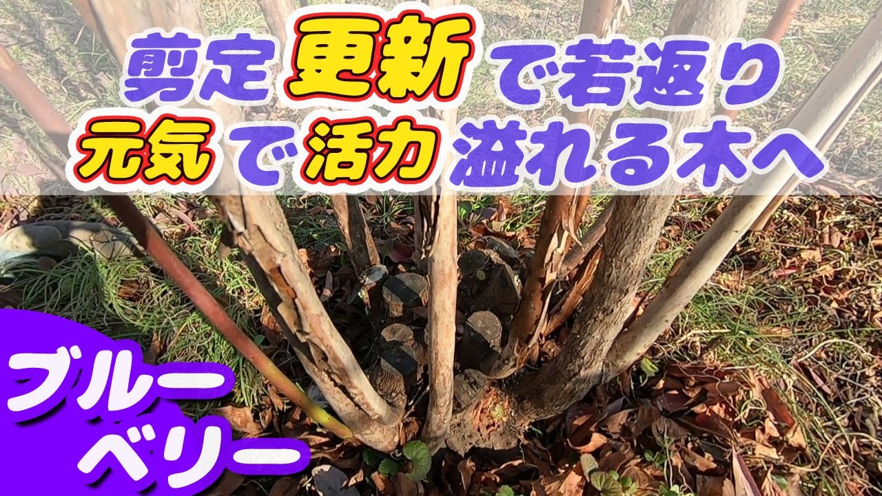 【頑張らない農業】ブルーベリーを毎年収穫するための剪定【無農薬・有機栽培】