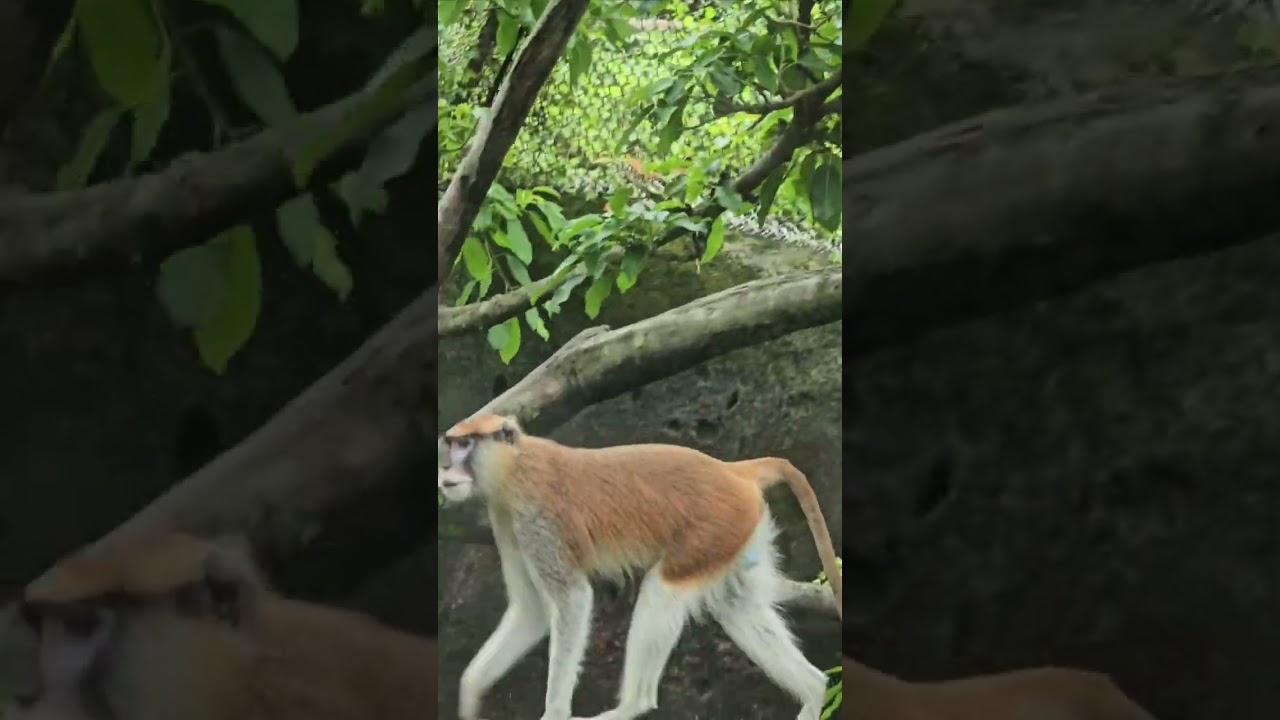 紅猴Patas Monkey/Taipei Zoo