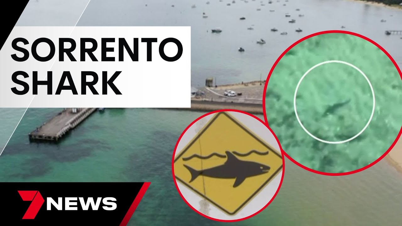 Pictures that sparked a great white shark warning for Sorrento | 7 News Australia
