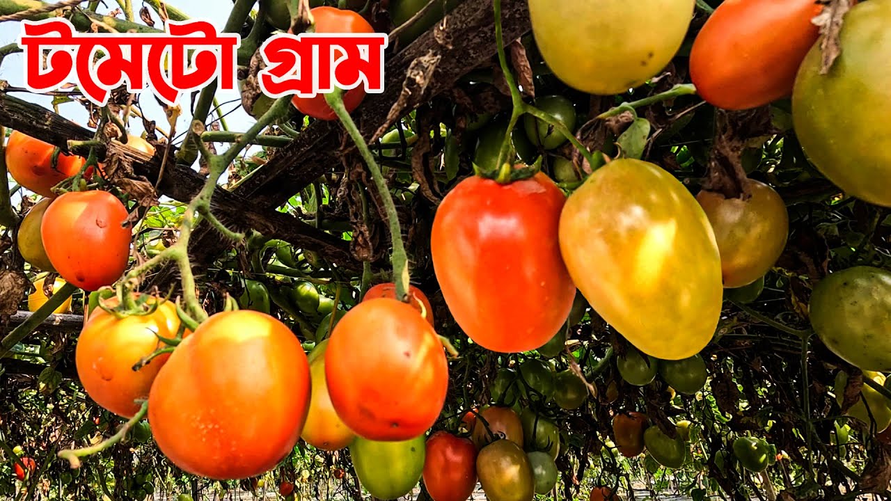 জামালপুরের টমেটো গ্রাম || Panorama Documentary