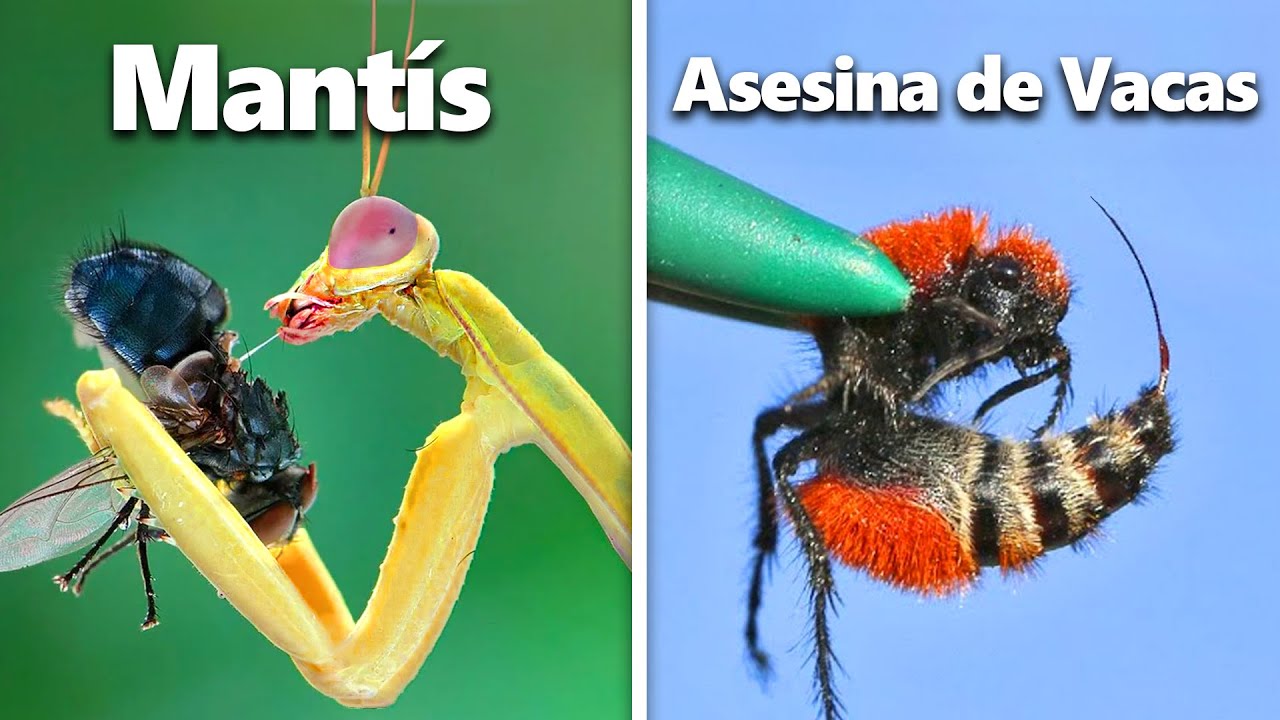 Construí Hogares Para Insectos Exóticos...