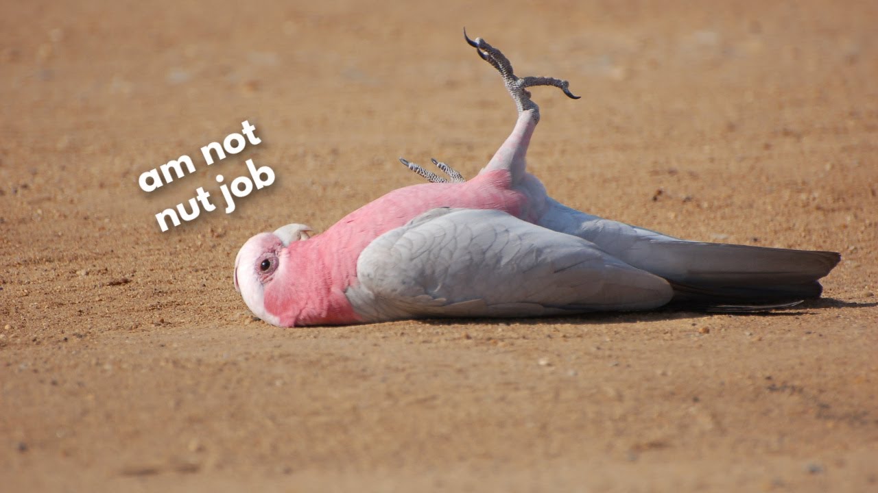 Are All Galah Cockatoos Nut Jobs?