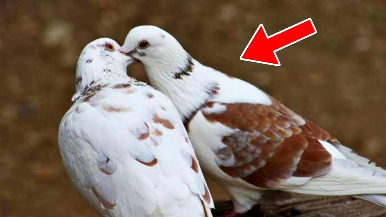 تزاوج الحمام في خمس دقائق 🖐 pigeon mating in 5 minutes